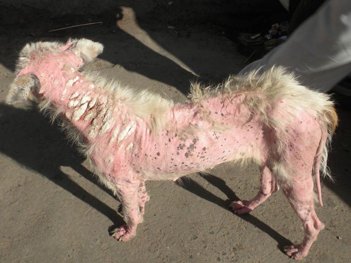 World’s Ugliest Dog 2011 (18 pics)