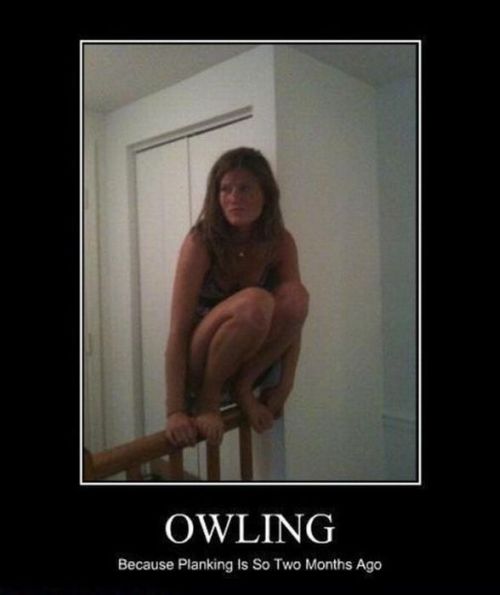 Owling is a New Trend (15 pics)