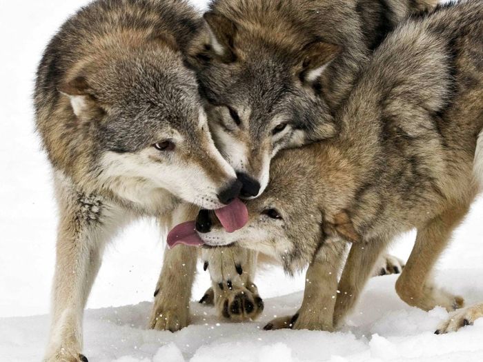 Photos of Wolfs (75 pics)