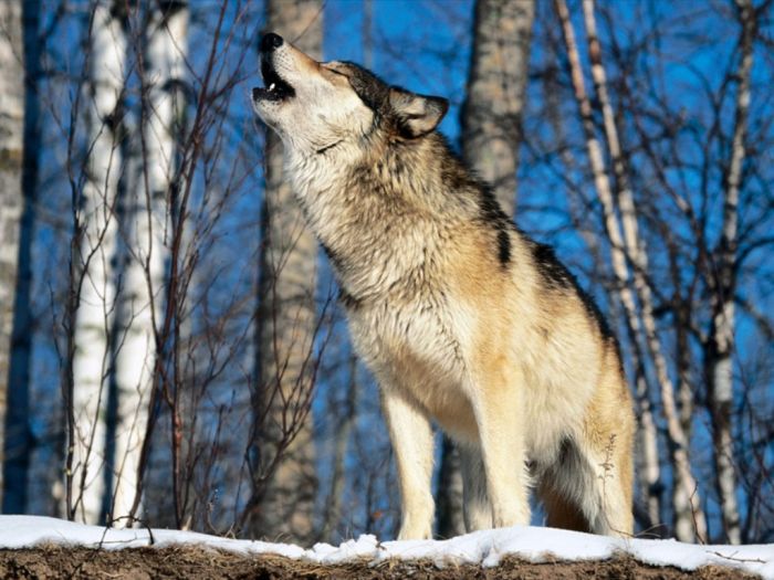 Photos of Wolfs (75 pics)