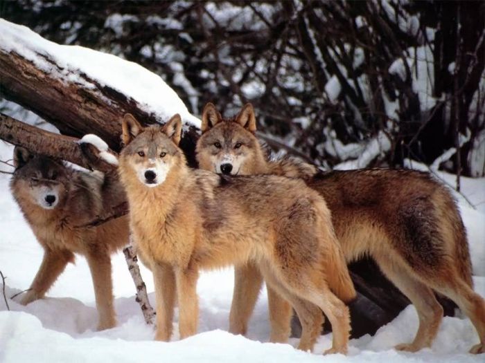 Photos of Wolfs (75 pics)