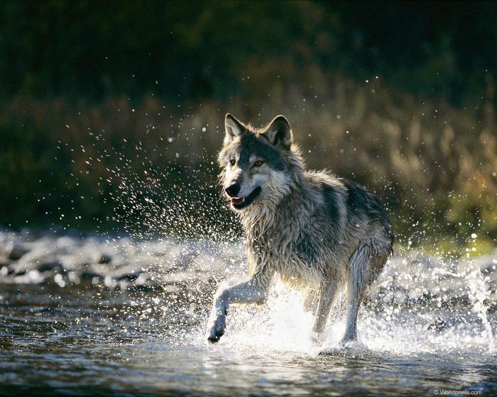 Photos of Wolfs (75 pics)