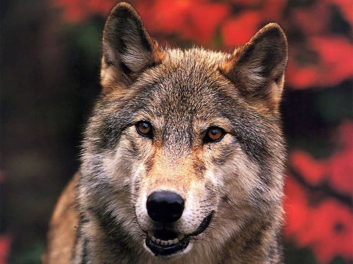 Photos of Wolfs (75 pics)