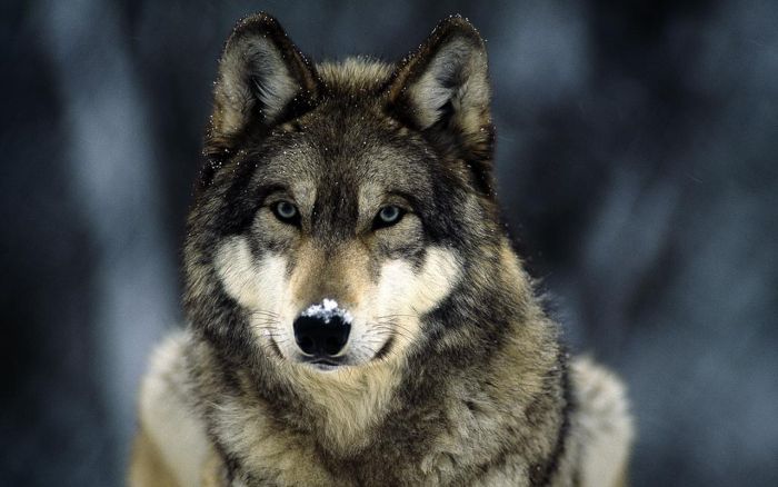 Photos of Wolfs (75 pics)
