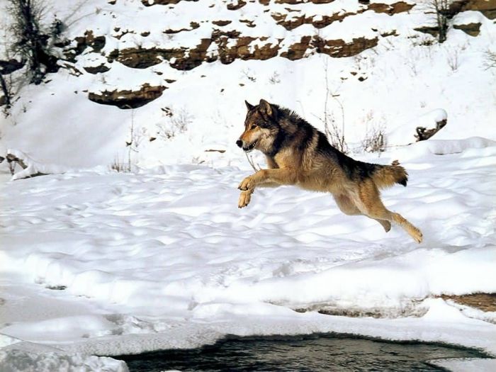 Photos of Wolfs (75 pics)