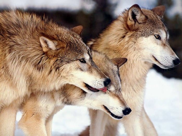 Photos of Wolfs (75 pics)