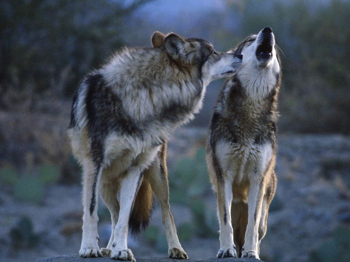 Photos of Wolfs (75 pics)