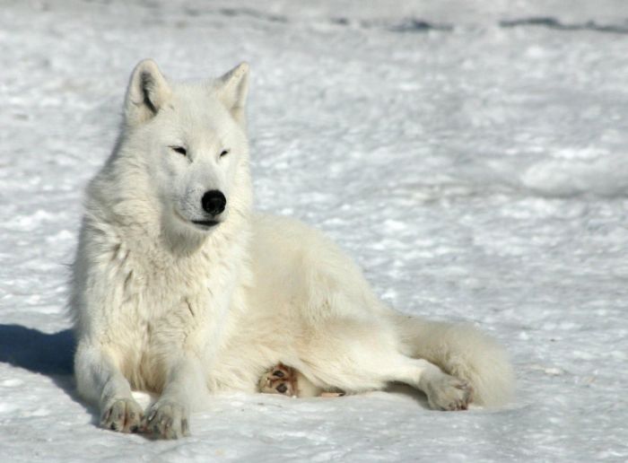 Photos of Wolfs (75 pics)
