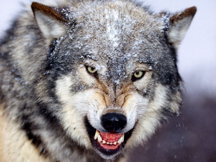 Photos of Wolfs (75 pics)
