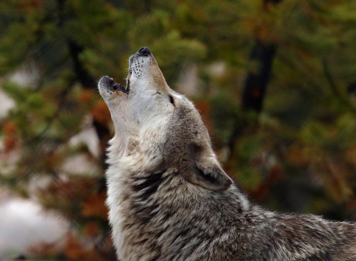 Photos of Wolfs (75 pics)