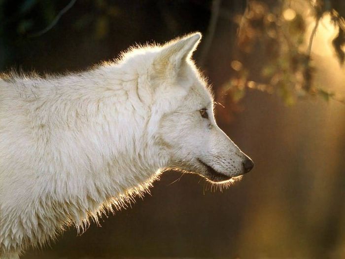 Photos of Wolfs (75 pics)