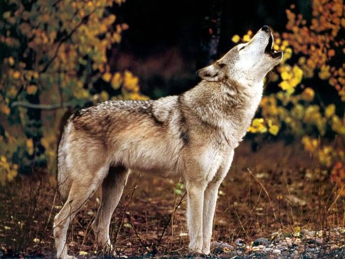 Photos of Wolfs (75 pics)