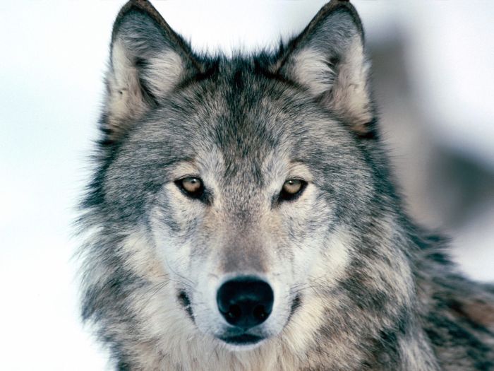 Photos of Wolfs (75 pics)