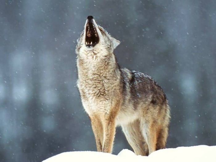 Photos of Wolfs (75 pics)