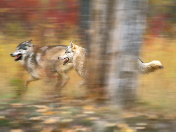 Photos of Wolfs (75 pics)