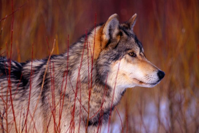 Photos of Wolfs (75 pics)