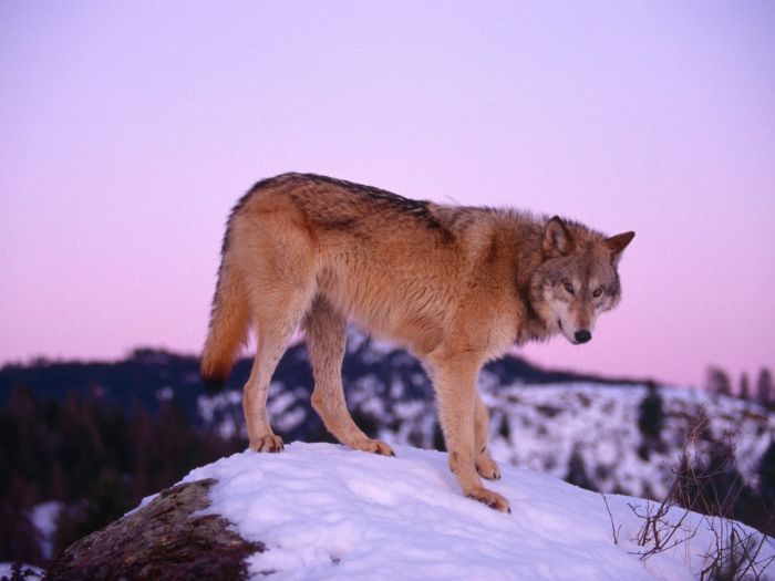 Photos of Wolfs (75 pics)