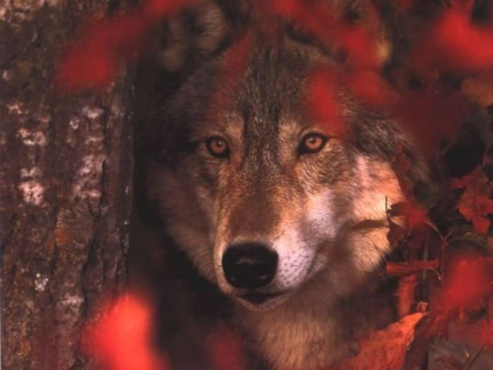 Photos of Wolfs (75 pics)