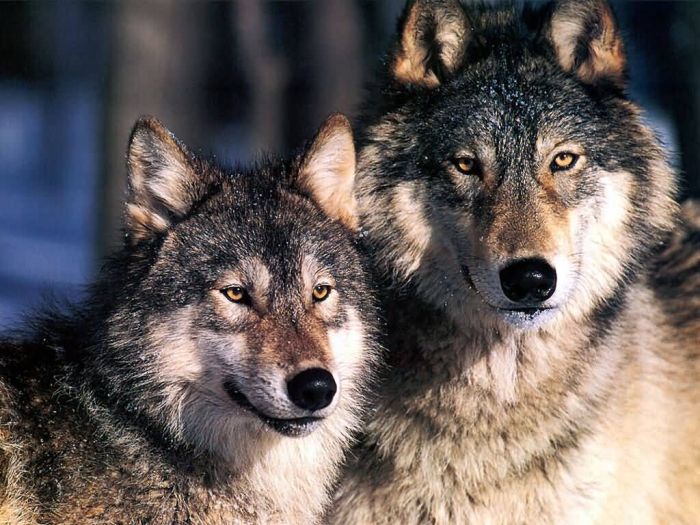 Photos of Wolfs (75 pics)