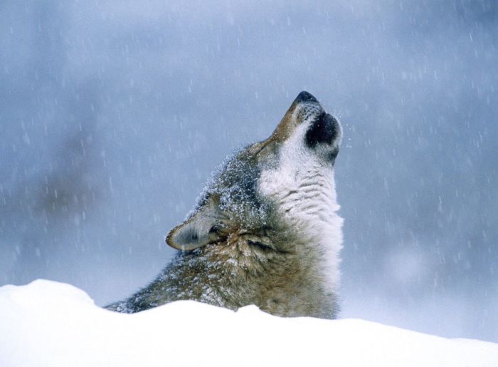 Photos of Wolfs (75 pics)