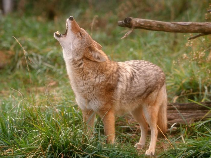 Photos of Wolfs (75 pics)