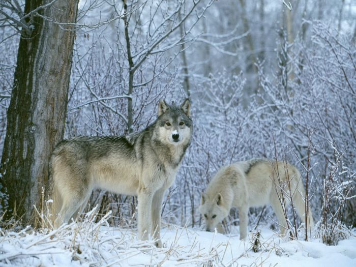 Photos of Wolfs (75 pics)