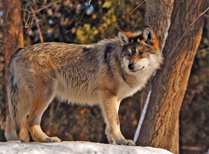 Photos of Wolfs (75 pics)