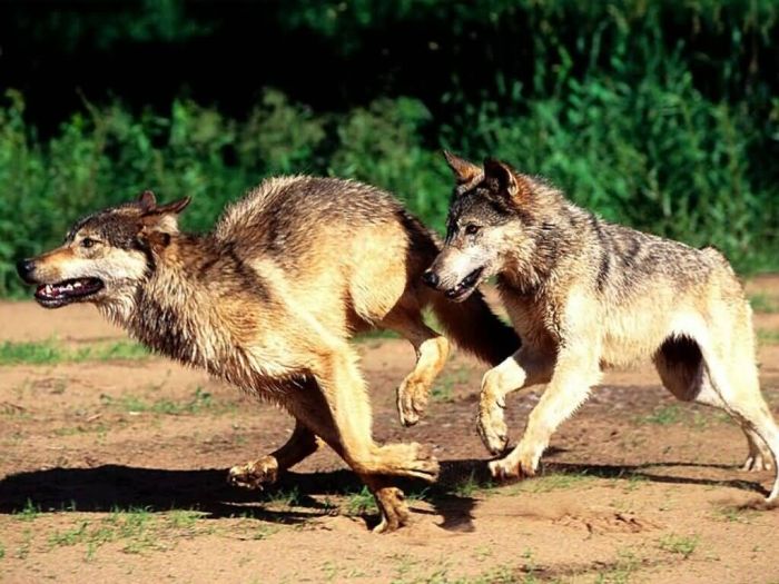 Photos of Wolfs (75 pics)