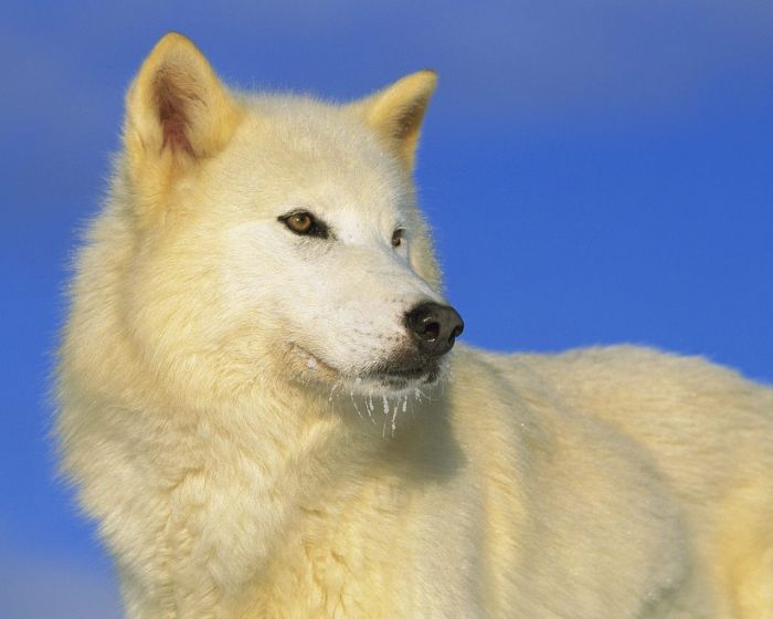 Photos of Wolfs (75 pics)