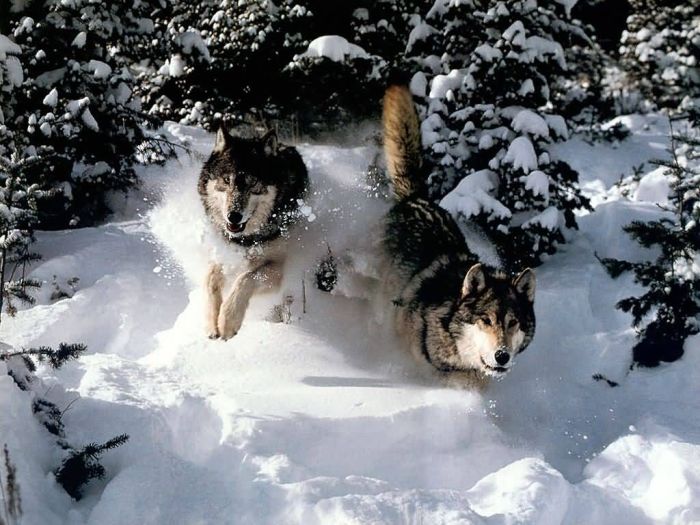 Photos of Wolfs (75 pics)