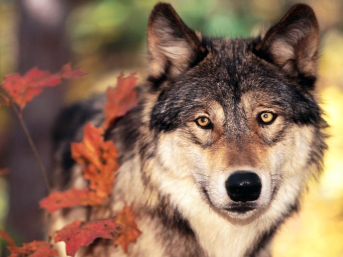 Photos of Wolfs (75 pics)