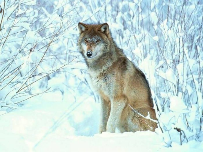 Photos of Wolfs (75 pics)