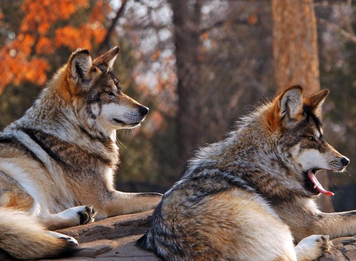 Photos of Wolfs (75 pics)