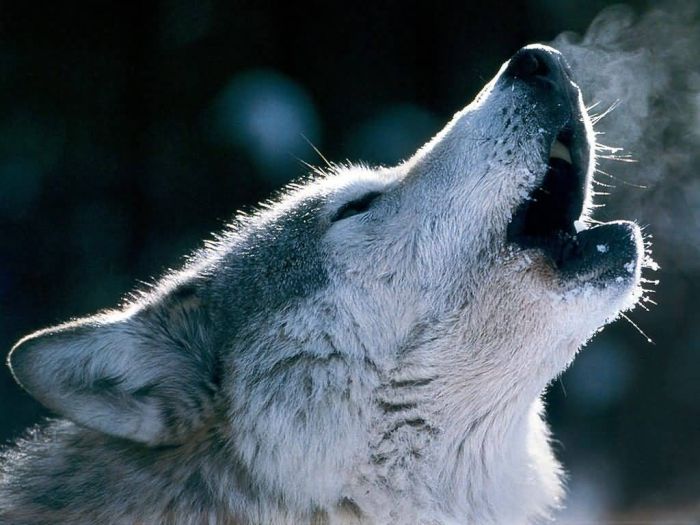 Photos of Wolfs (75 pics)