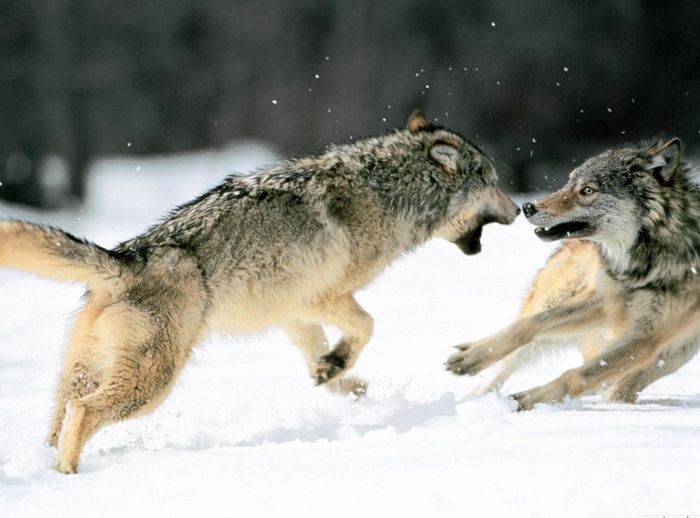 Photos of Wolfs (75 pics)