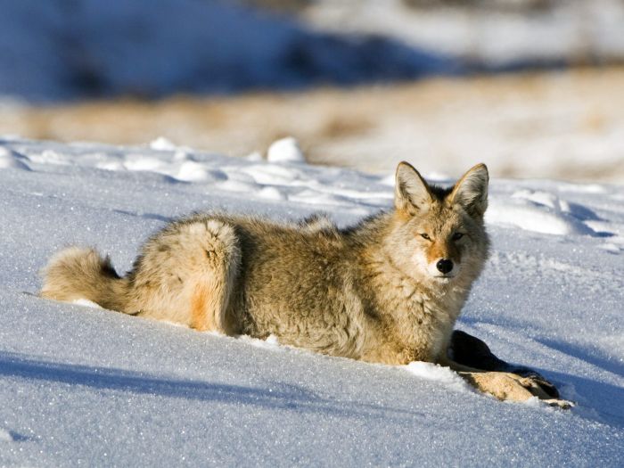 Photos of Wolfs (75 pics)