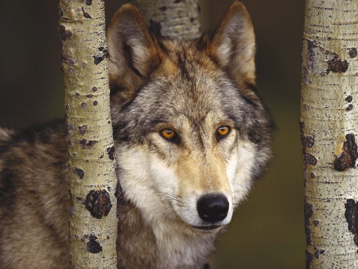 Photos of Wolfs (75 pics)