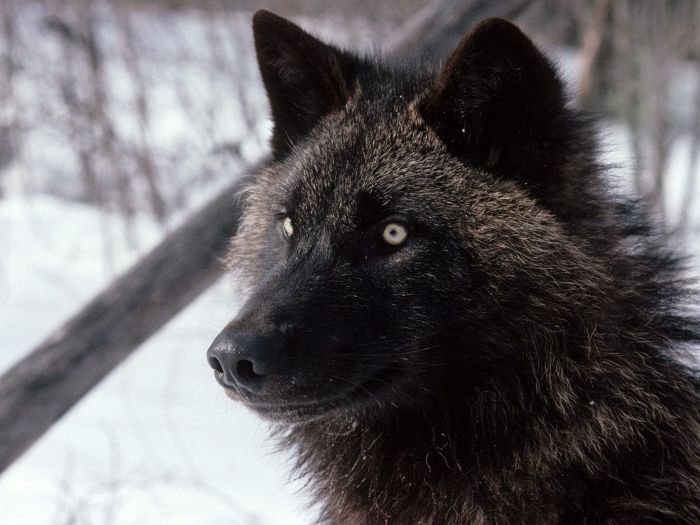 Photos of Wolfs (75 pics)