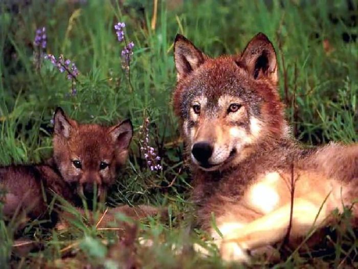 Photos of Wolfs (75 pics)