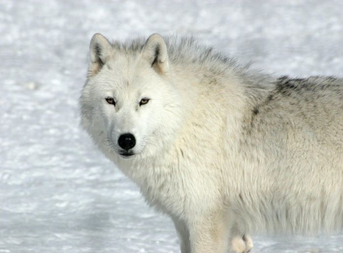 Photos of Wolfs (75 pics)
