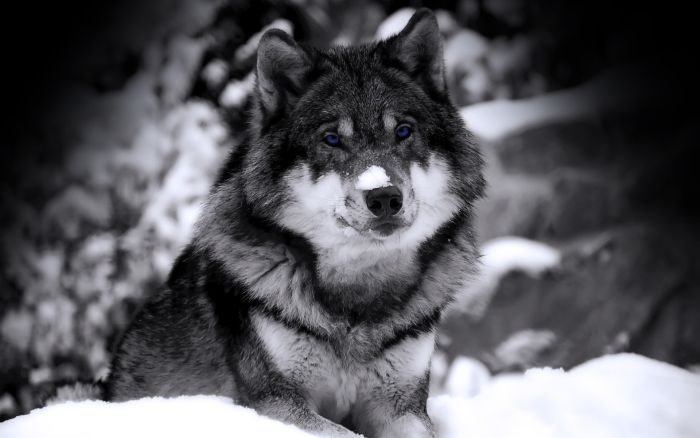 Photos of Wolfs (75 pics)