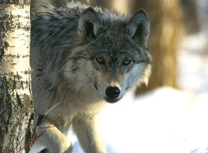 Photos of Wolfs (75 pics)
