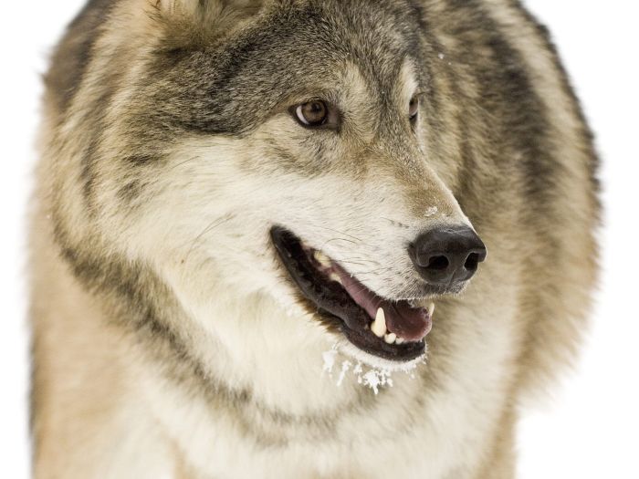 Photos of Wolfs (75 pics)