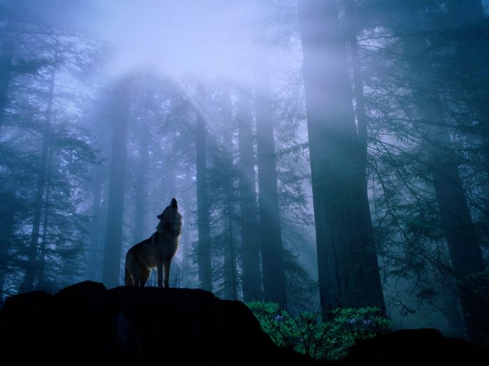 Photos of Wolfs (75 pics)