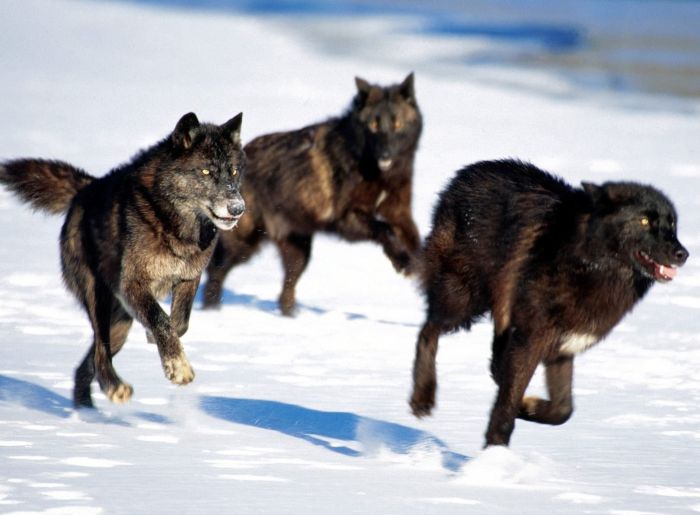 Photos of Wolfs (75 pics)