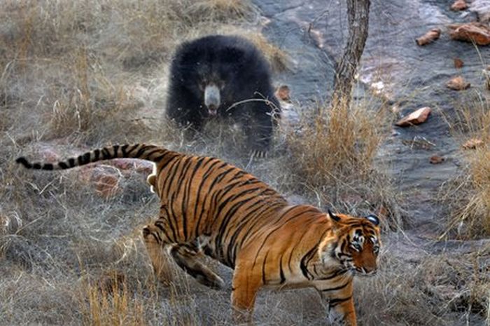Tiger vs Mother Bear (12 pics)