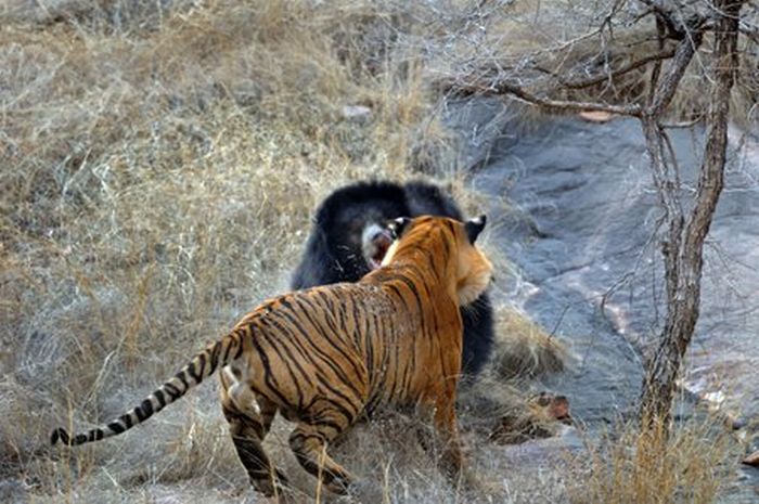 Tiger vs Mother Bear (12 pics)