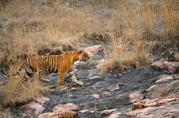 Tiger vs Mother Bear (12 pics)