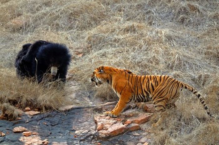 Tiger vs Mother Bear (12 pics)