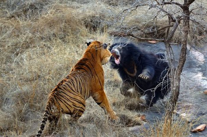Tiger vs Mother Bear (12 pics)